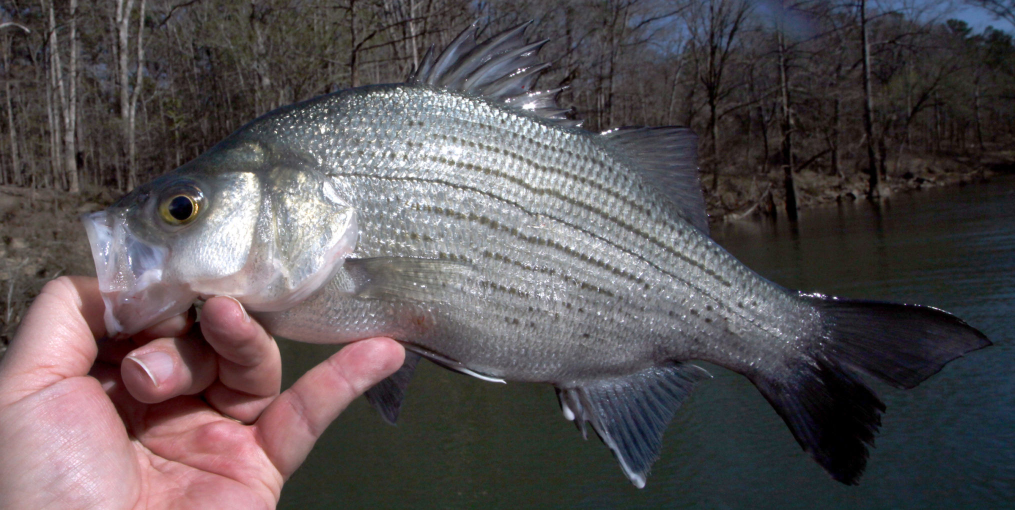 State fish